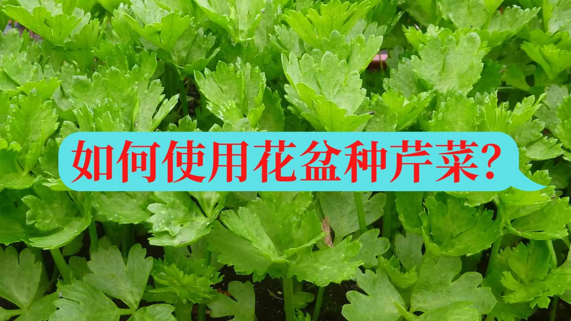 花盆种菜为什么长不好？如何使用花盆种芹菜？