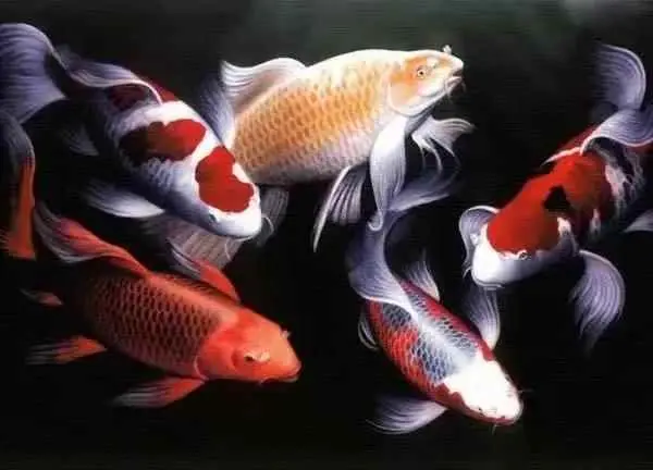 鱼缸里为什么有水泡？鱼缸里有很多气泡怎么办？