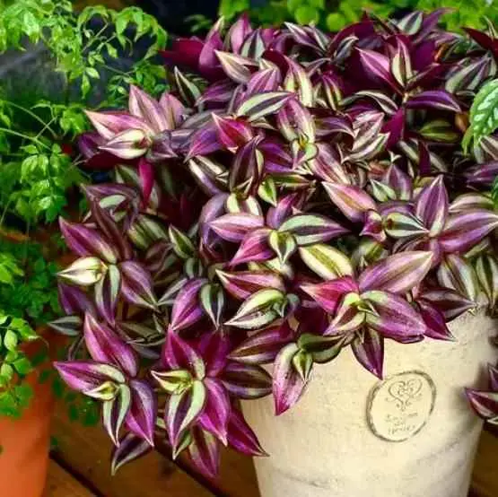 紫吊兰为什么不紫？紫吊兰好看如何养？