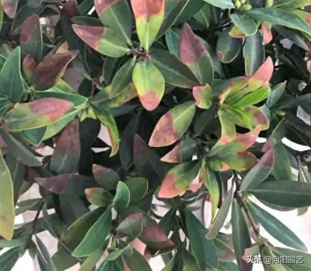 为什么茶花掉叶子了？山茶花黄叶子，焦边，掉叶！