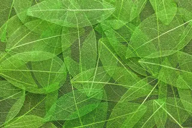 花叶为什么会变黄？养花叶子“网状黄”原因有2个