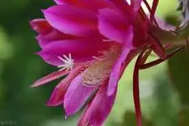 令箭荷花为什么嫁接？令箭荷花如何栽培和养护？