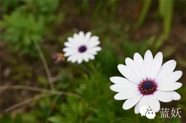雏菊种子为什么不发芽？蓝目菊播种不发芽？