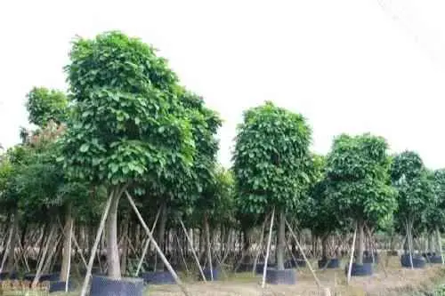 为什么不发芽生根？新栽树苗不发芽怎么办？