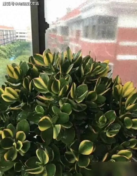 小叶玉树为什么掉叶子？玉树掉叶子，典型缺光照！