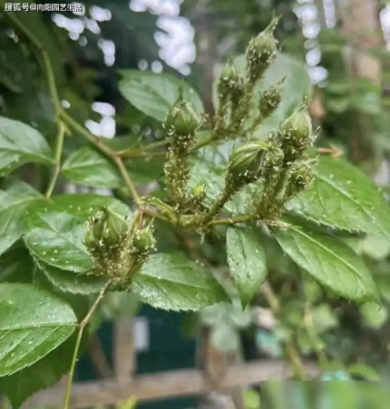 花上为什么会生蚜虫？月季花蚜虫，怎么治理？