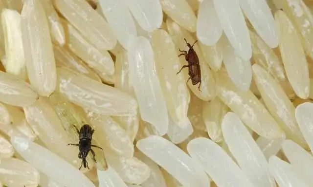 卧室为什么有米虫？米虫满屋爬如何彻底清除