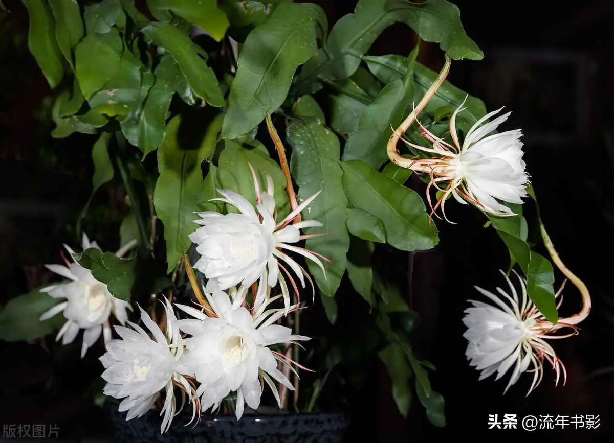 昙花为什么叶子黄了？昙花养殖方法和注意事项