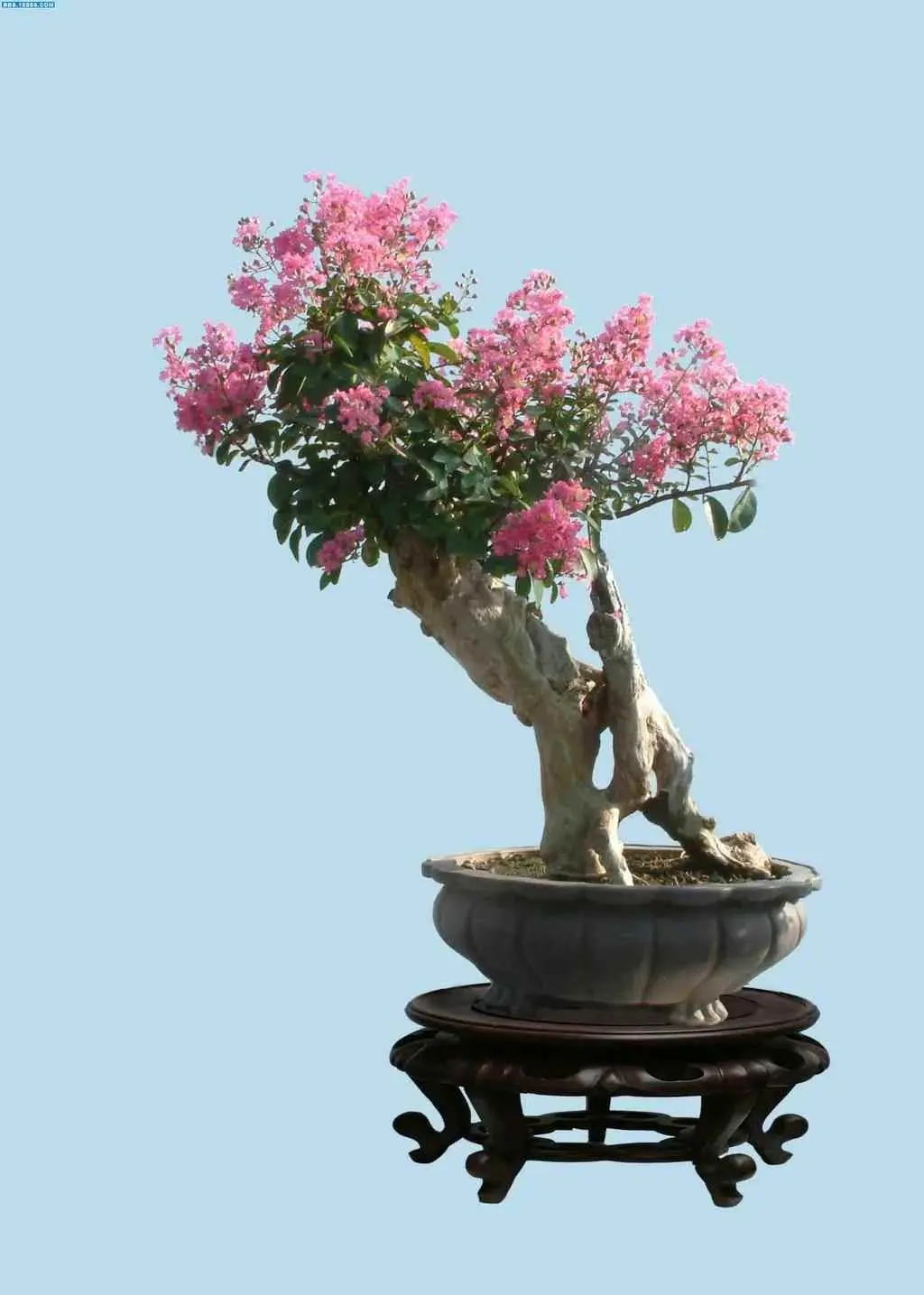 盆景为什么要用浅盆？盆景配盆的重要性