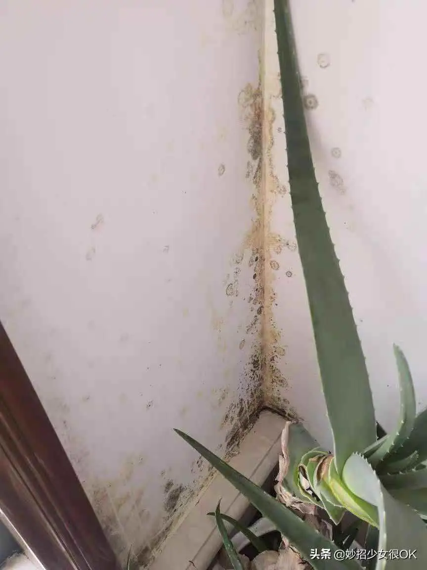 为什么墙纸会发霉点？墙纸发霉该怎么解决？