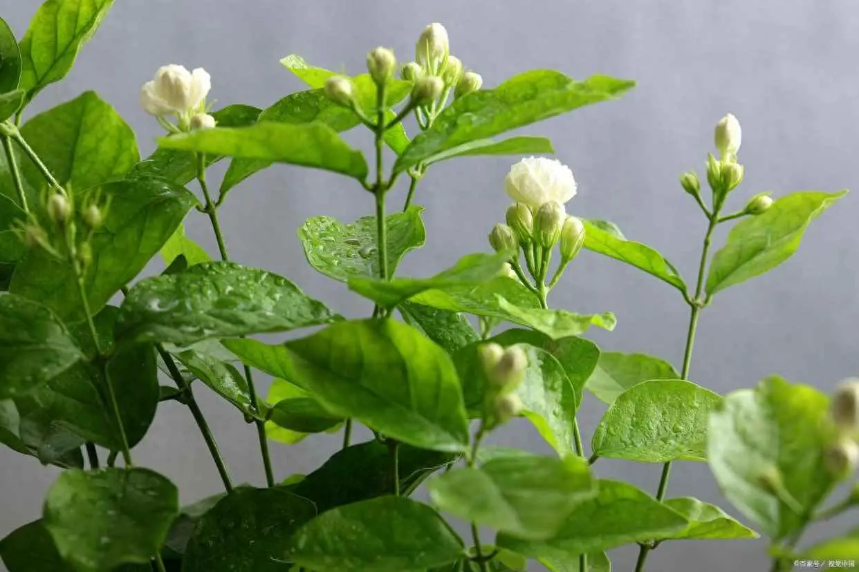 茉莉枯死为什么？枯死的茉莉花千万别扔