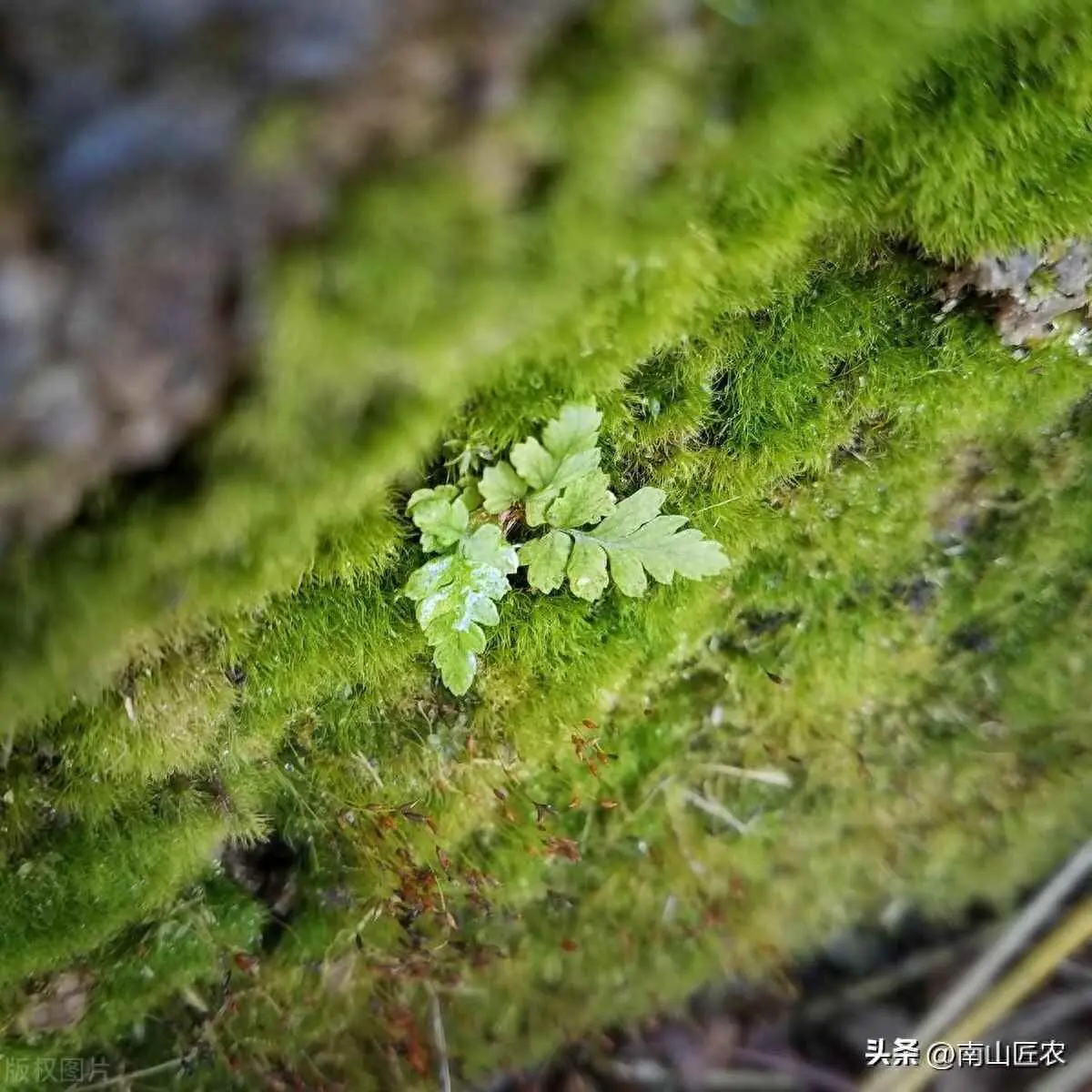 绿苔多是为什么？青苔怎么解决，以及出现的原因