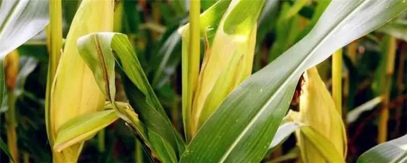 玉米为什么老生虫？玉米田要警惕“旱生虫”！