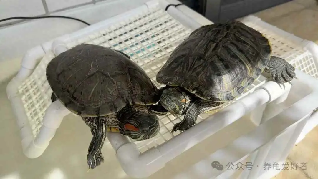 为什么需要晒台？多深的水环境需要设置晒台？