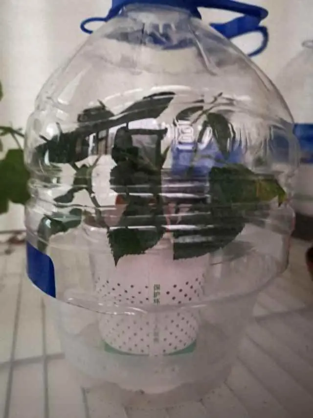 为什么扦插只发芽不长根？扦插月季总是不生根怎么办？