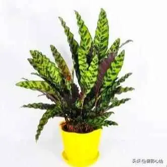 为什么竹芋的叶子会焦边？猫眼竹芋焦边黄叶，原因无外乎这几点