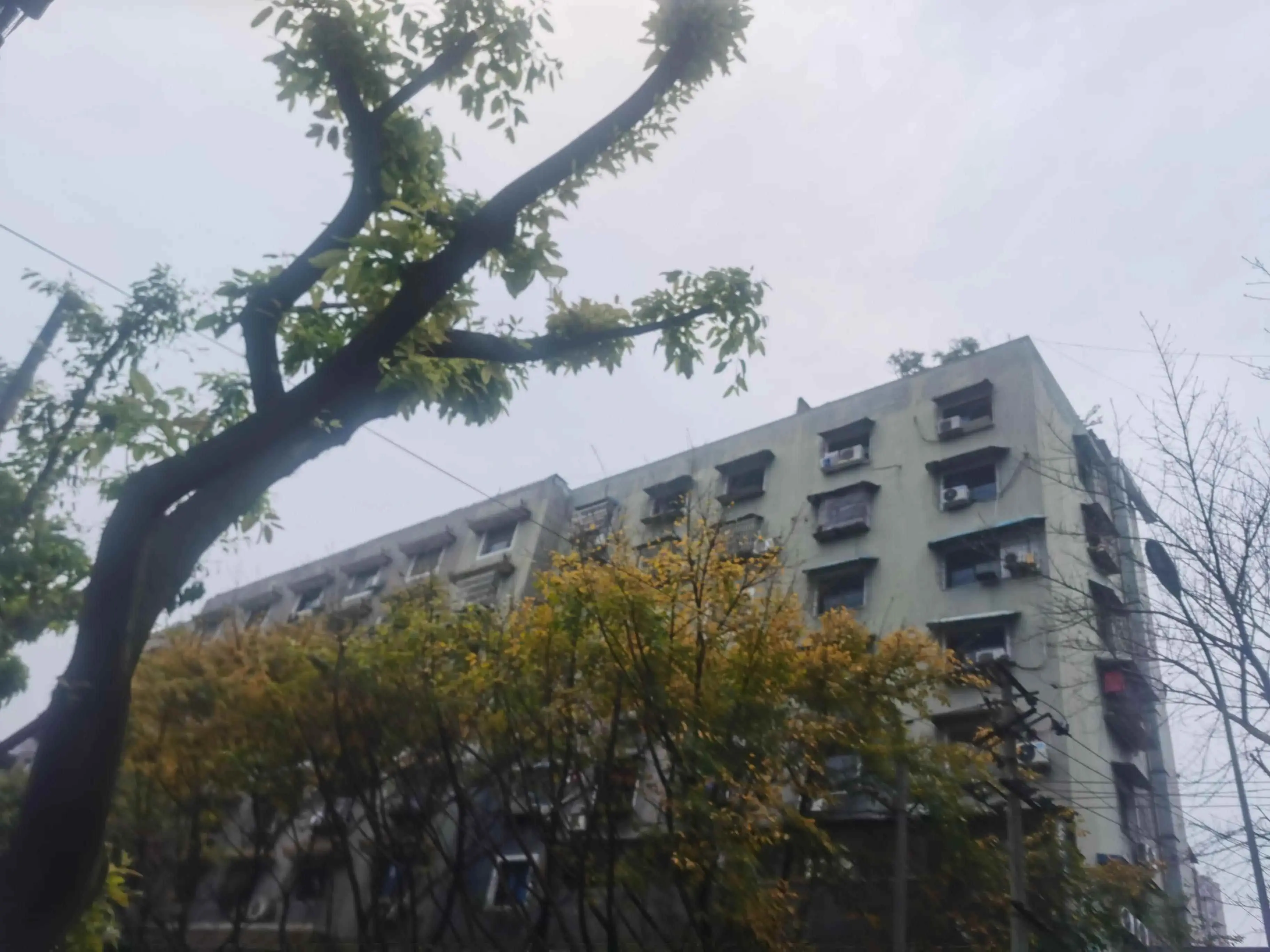 黄角树为什么叫黄角树？重庆市市树--黄角树