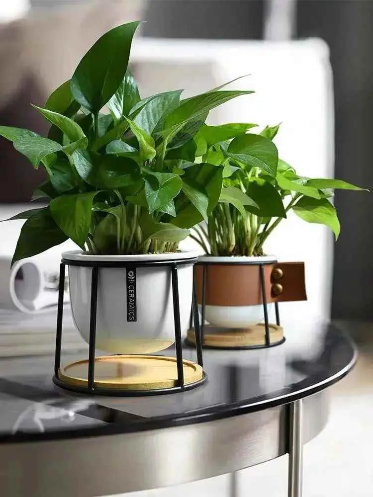 绿萝冬天为什么会烂根？秋冬如何养绿萝？