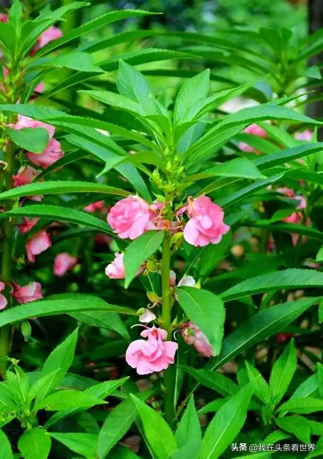 为什么凤仙花能染指甲？好玩儿又实用的花—凤仙花