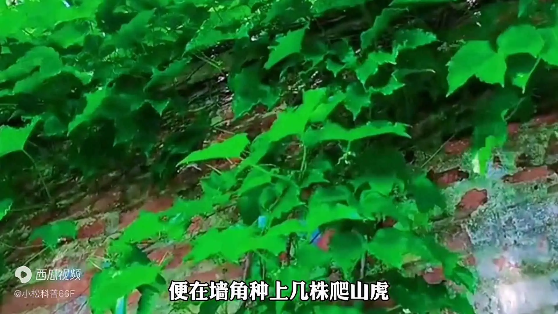 爬山虎为什么会招蛇？容易招蛇的植物