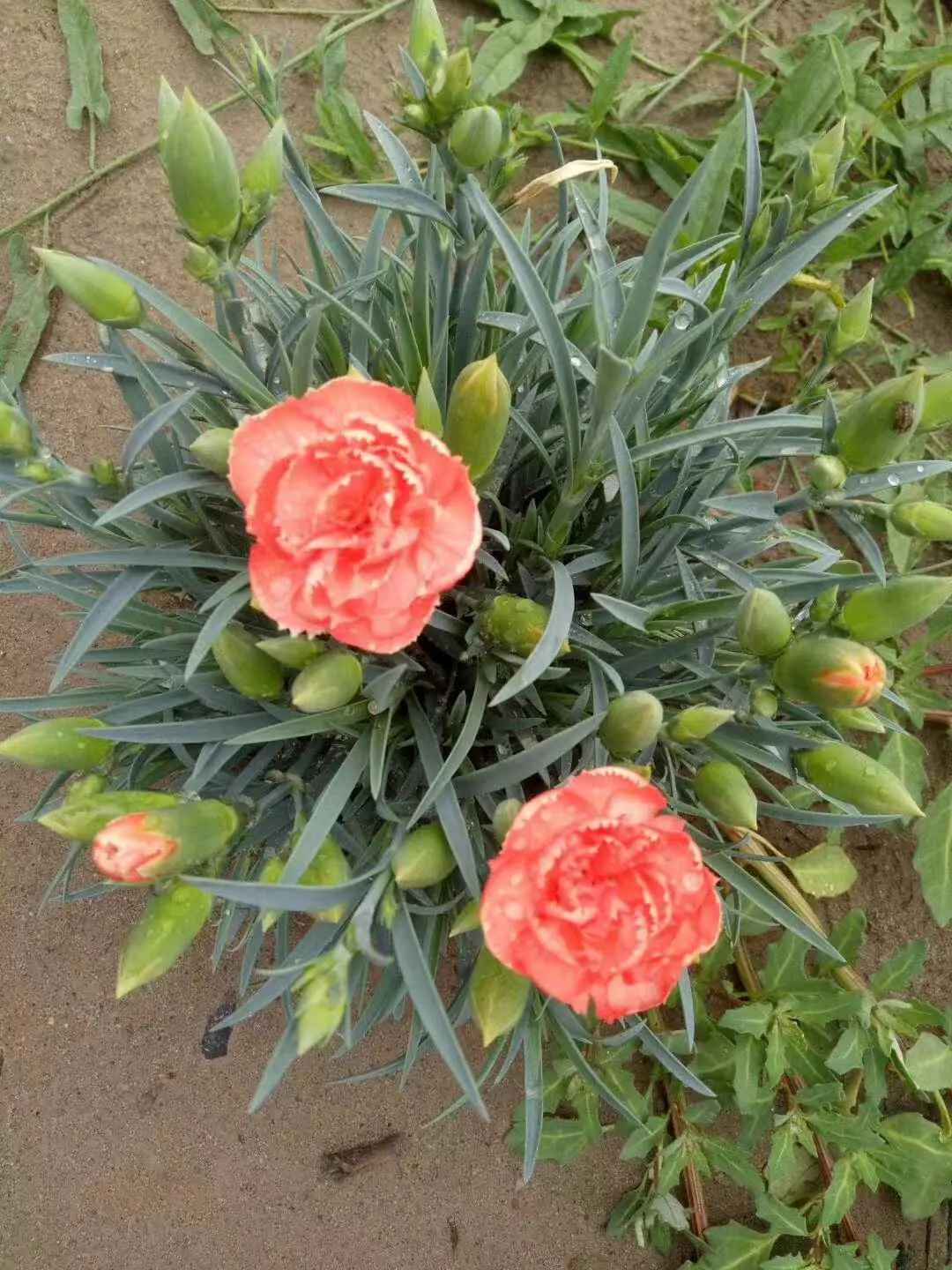 康乃馨为什么不开花了？康乃馨从种子到开花要多久