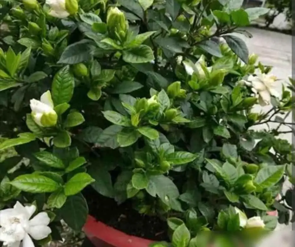 为什么花期叶子发黄？栀子花一边开花一边黄叶？