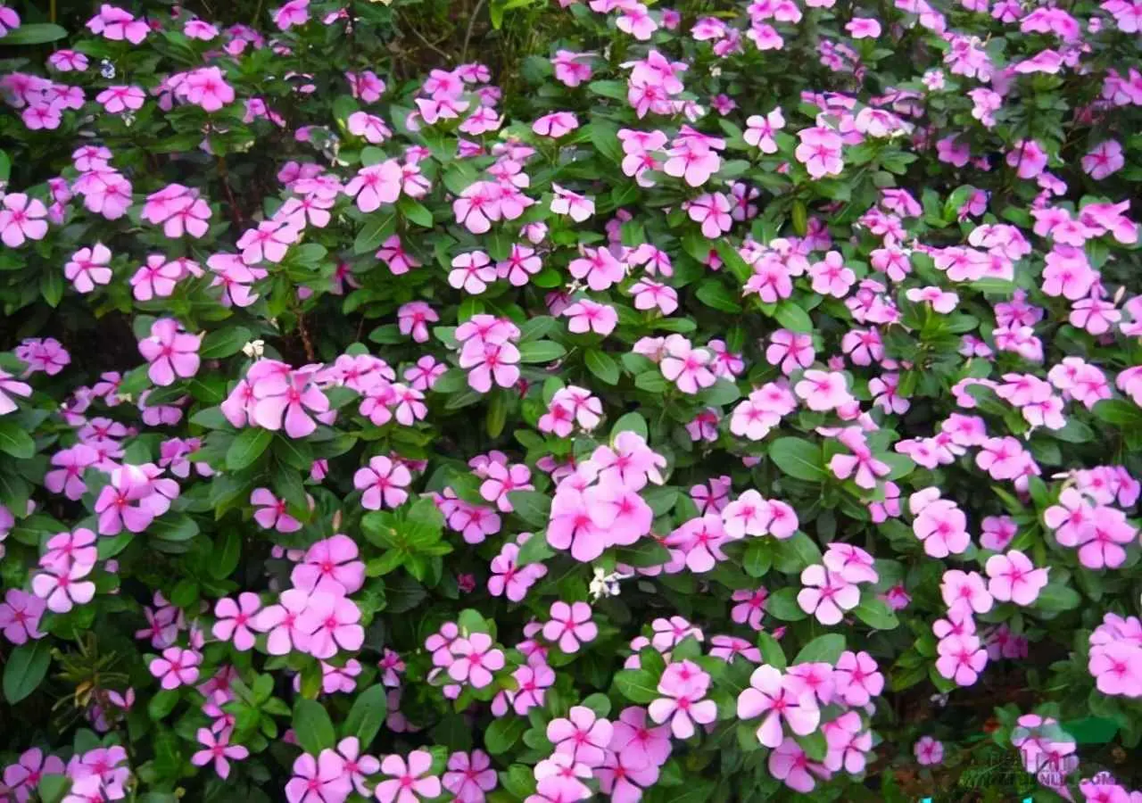 长春花为什么不开花了？长春花不注意“这几点”，照样不开花