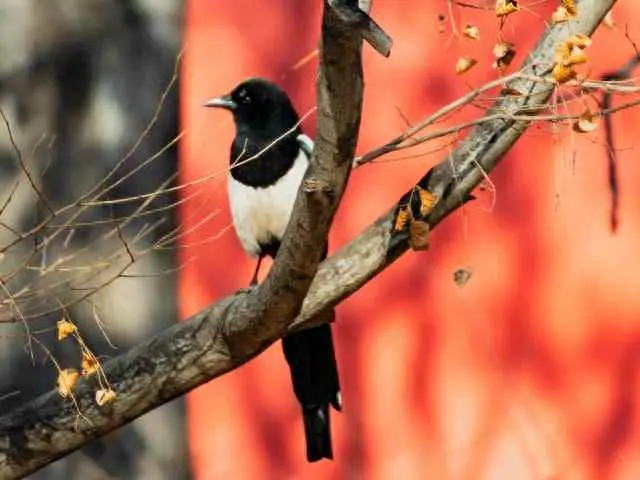 为什么说喜鹊是报喜鸟？喜鹊报喜的由来