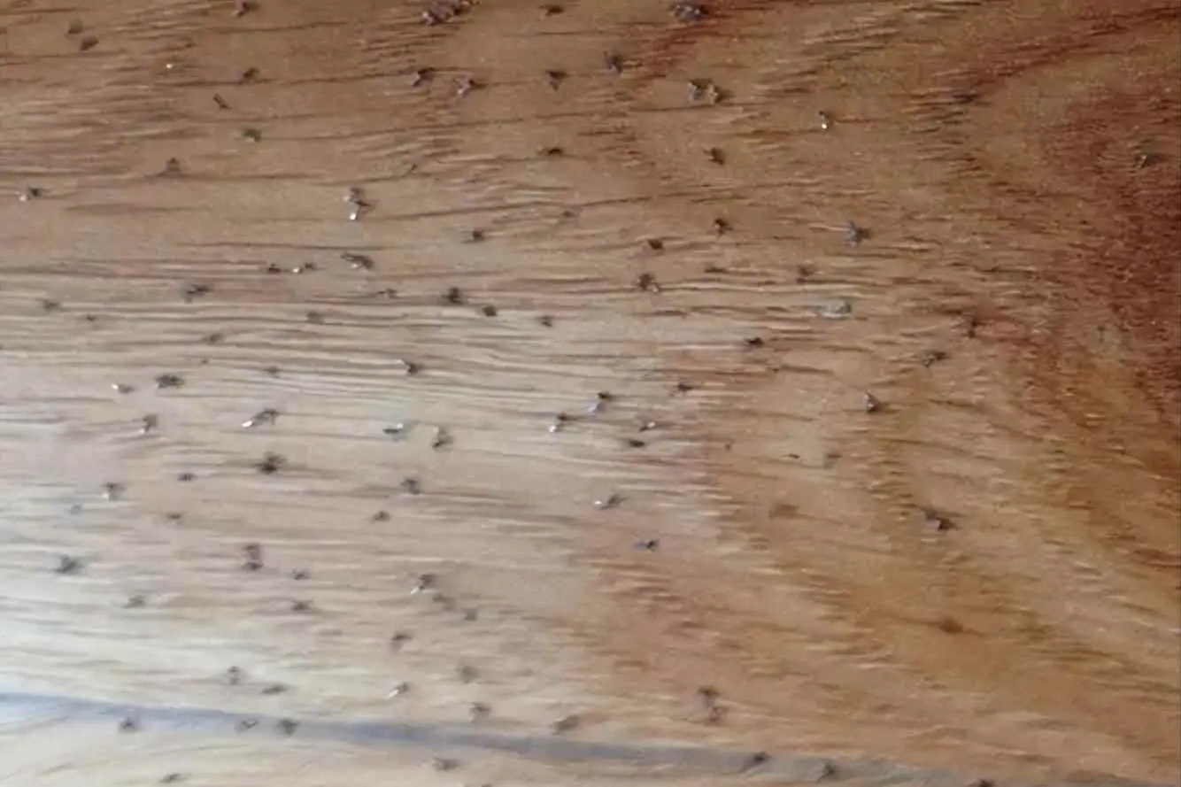 地板革下面为什么生虫？地板缝里有虫子爬出来怎么回事？