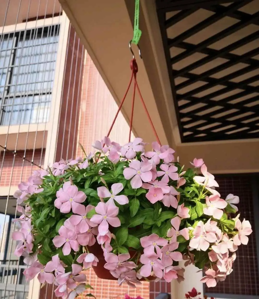 哪些植物有毒 为什么？这10种花是有毒的