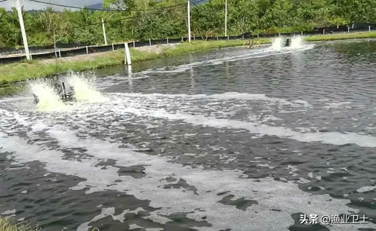 鱼塘水为什么是浑黄的？鱼塘水发黄浑浊怎么回事