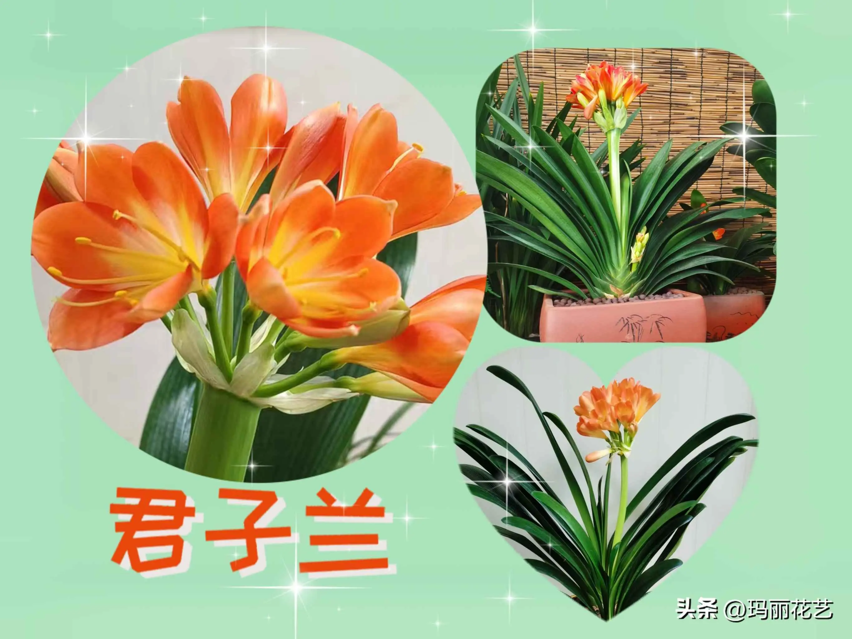 君子兰开花为什么夹箭？要这样处理，可以让花箭抽高，开出漂亮的花朵