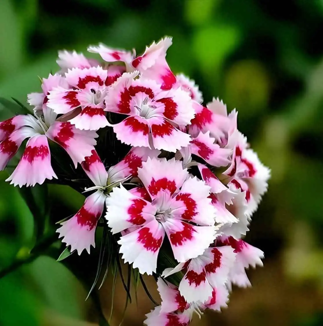 为什么石竹不开花？石竹花适合室内种植吗？