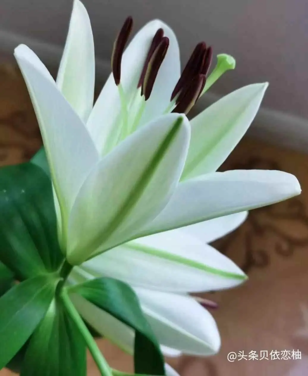 香水百合为什么有香味？香水百合开花，家里香气宜人飘香四溢