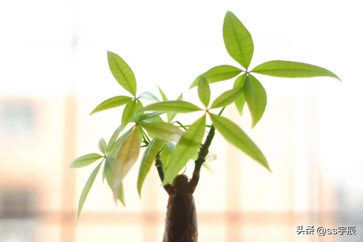 发财树为什么要换盆？发财树长大养不下了怎么办——发财树怎么换盆