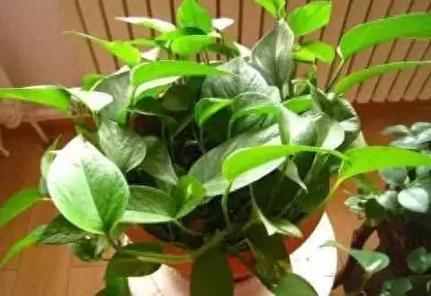 吊兰为什么出现黄叶？吊兰、绿萝冬天有“3怕”