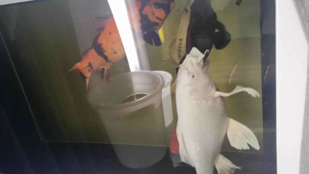 为什么锦鲤鱼缸浑浊？养锦鲤的水混浊怎么办！