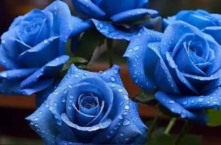 蓝色妖姬 为什么干花？蓝色妖姬的养殖方法和注意事项