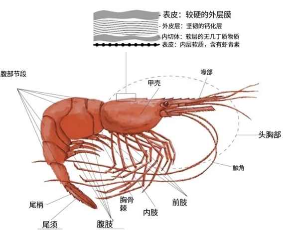 为何我们常吃北极甜虾 少见南极磷虾(图1)