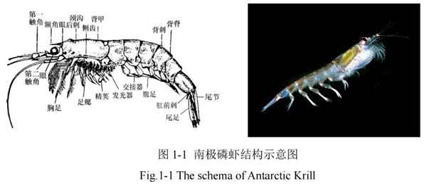 为何我们常吃北极甜虾 少见南极磷虾(图7)