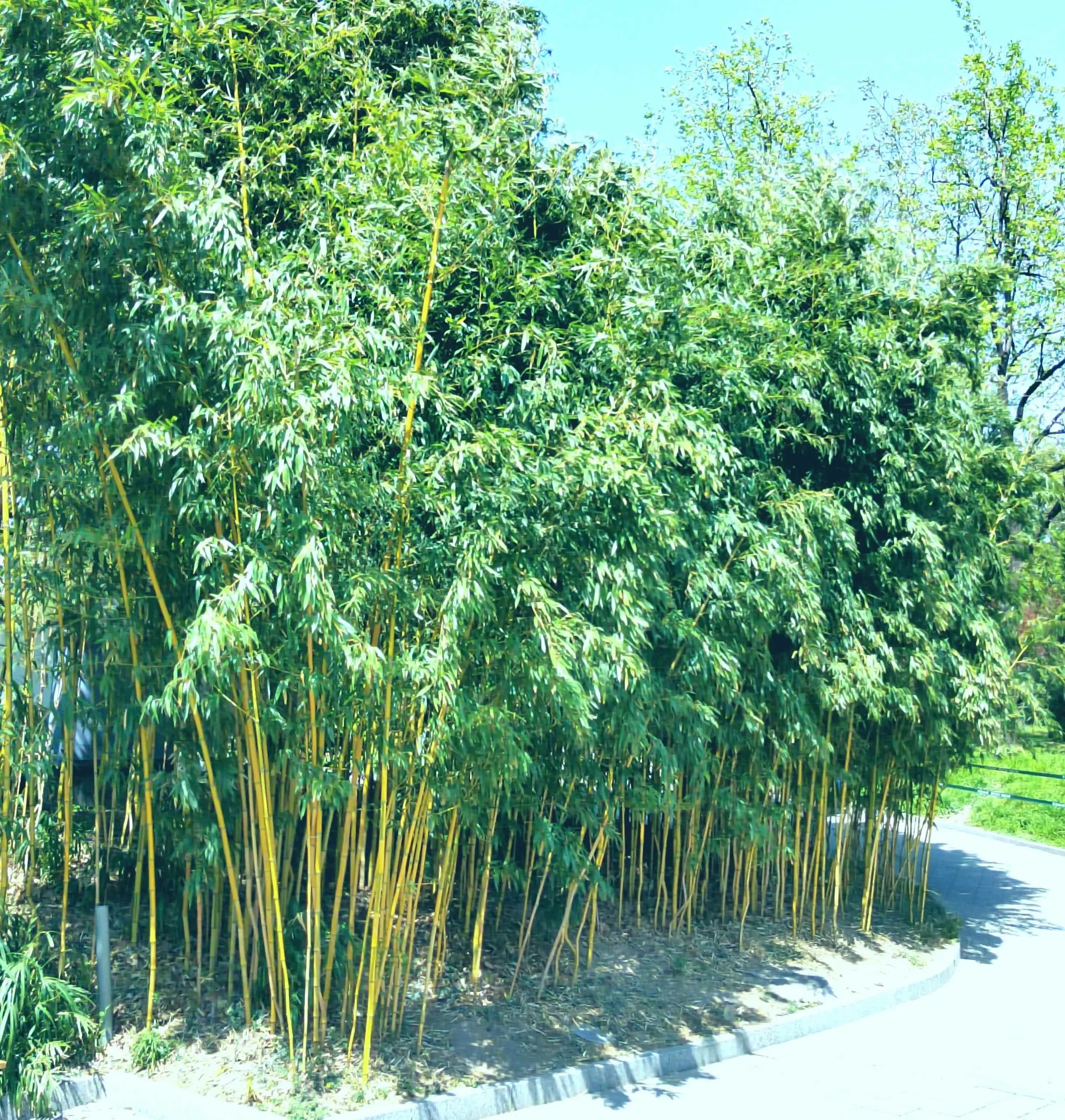 竹子为什么会有节？了解神秘植物竹子