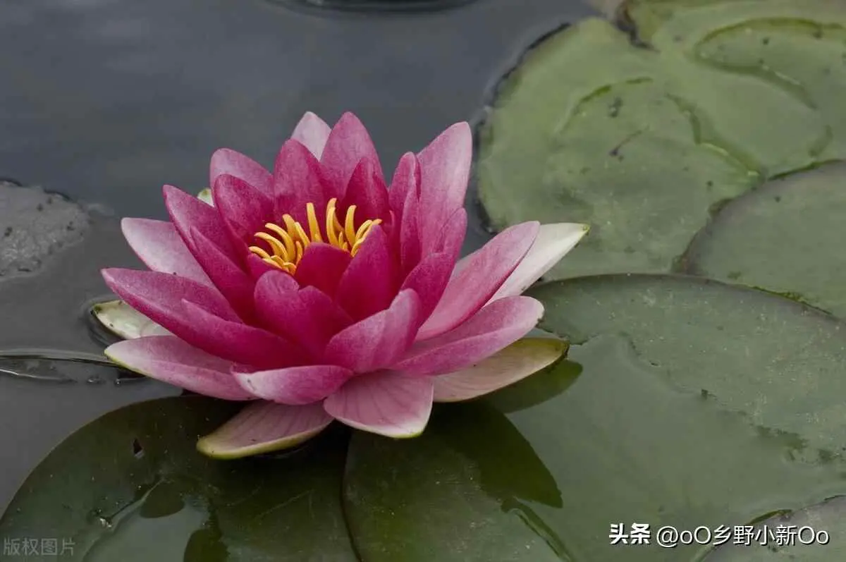 盆栽睡莲为什么烂根？睡莲养殖方法与注意事项