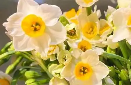 水仙花为什么烂了呢？怎么养护好水仙？