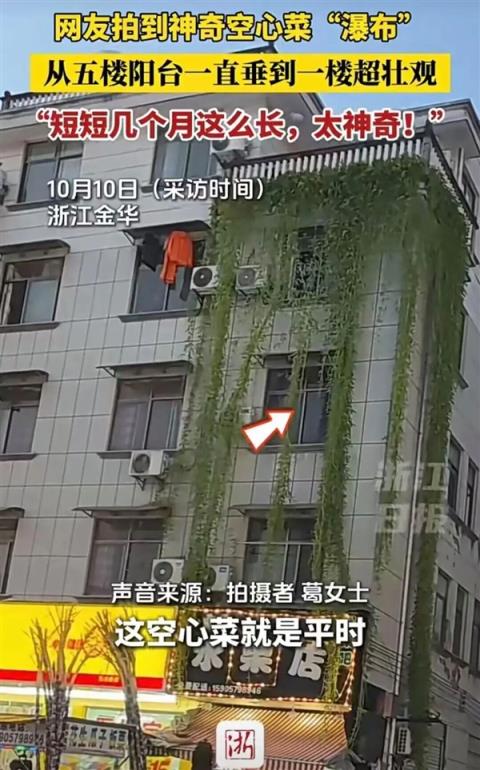 浙江一居民楼出现空心菜“瀑布” 从5楼挂到1楼