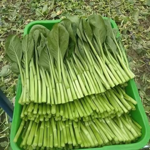 浙江一居民楼出现空心菜“瀑布” 从5楼挂到1楼(图14)