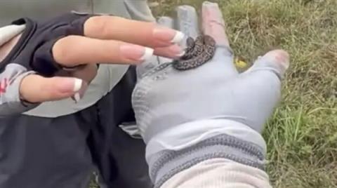 驴友爬山捡幼蛇轮流上手抚摸 专家：系短尾蝮蛇 有剧毒！