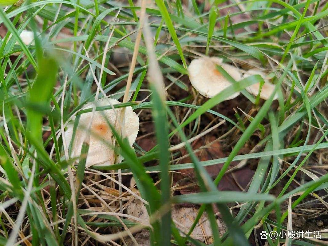 陕西西安:连续降雨一个多月?遍地长满了蘑菇?城墙布满青苔!