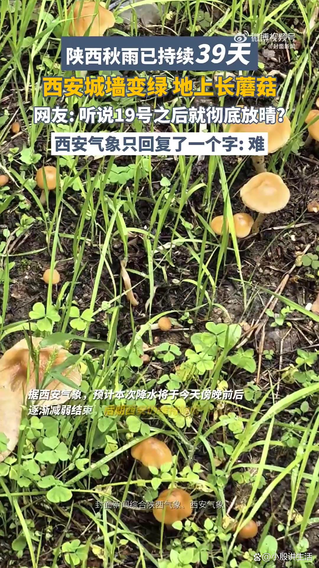 陕西西安:连续降雨一个多月?遍地长满了蘑菇?城墙布满青苔!