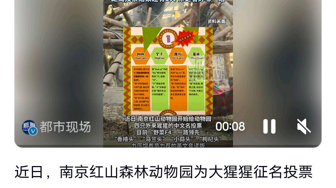 红山动物园大猩猩征名投票翻车?网友:吃货的胜利