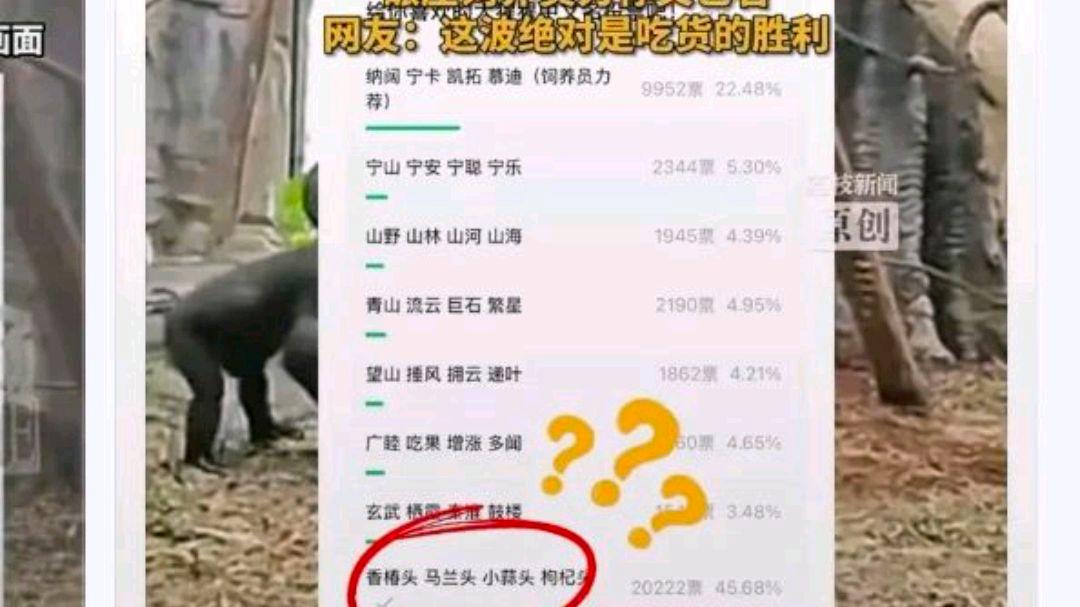 红山动物园大猩猩征名投票翻车?网友:吃货的胜利